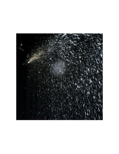 Eliminator Lighting - VF Snow Flurry HO EP - Terre de Son 2